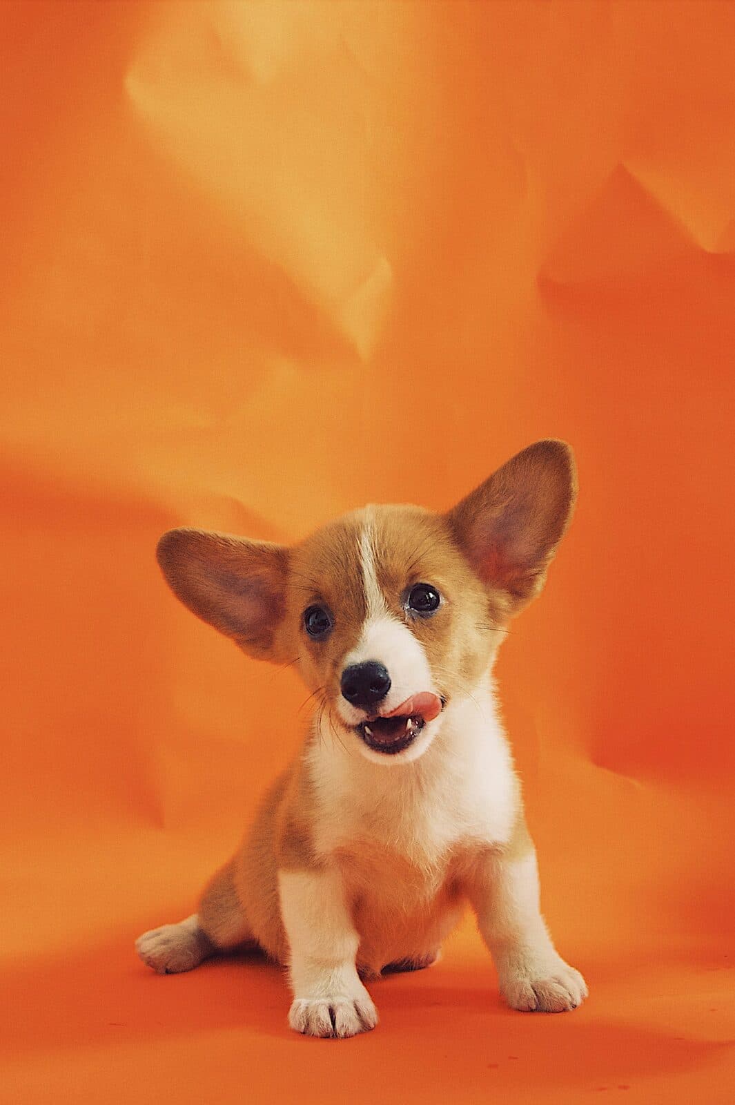 Chiot heureux pour illustrer les noms de chien en B pour 2026