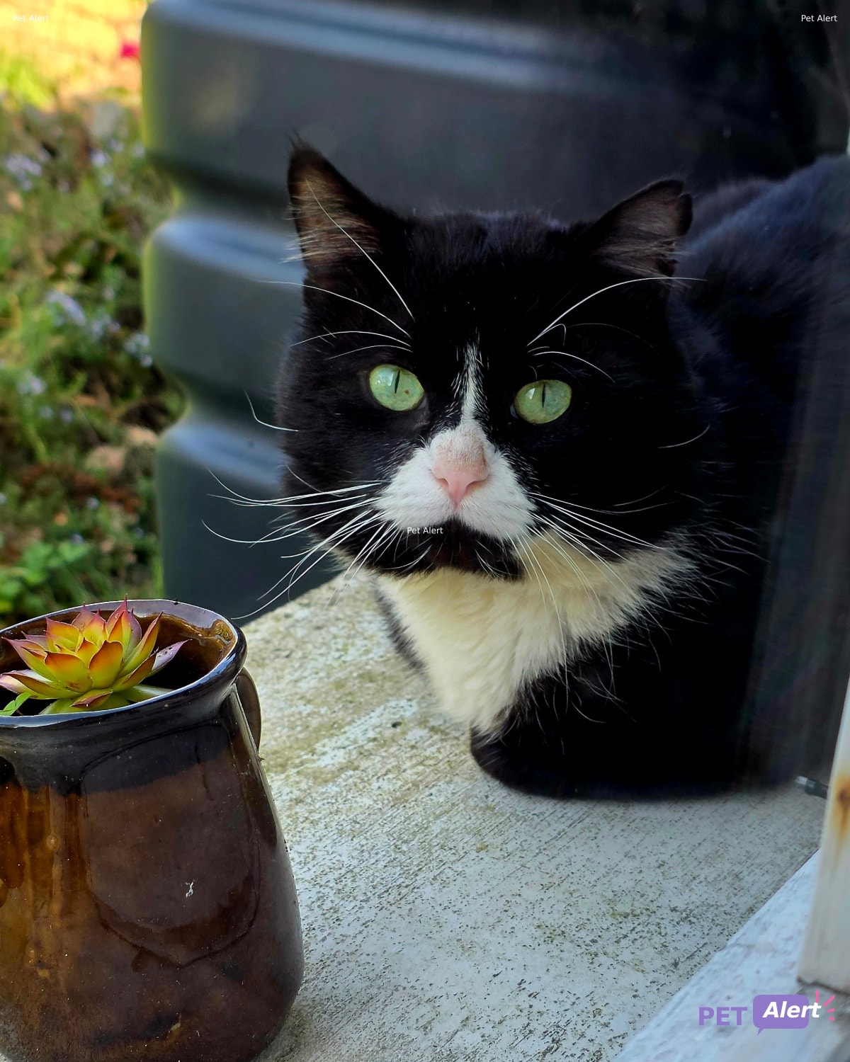 Photo de Animal trouvé