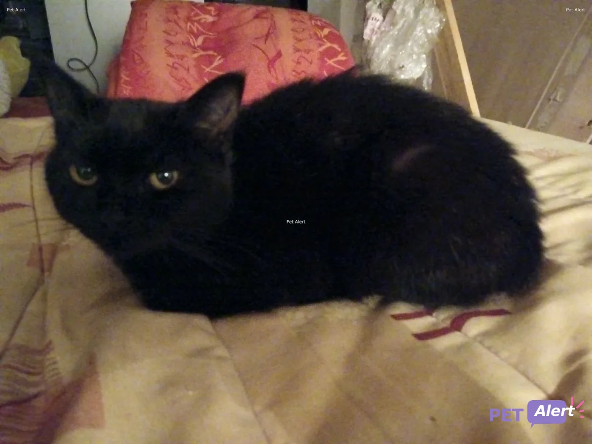 Xayah (blackie avant adoption)