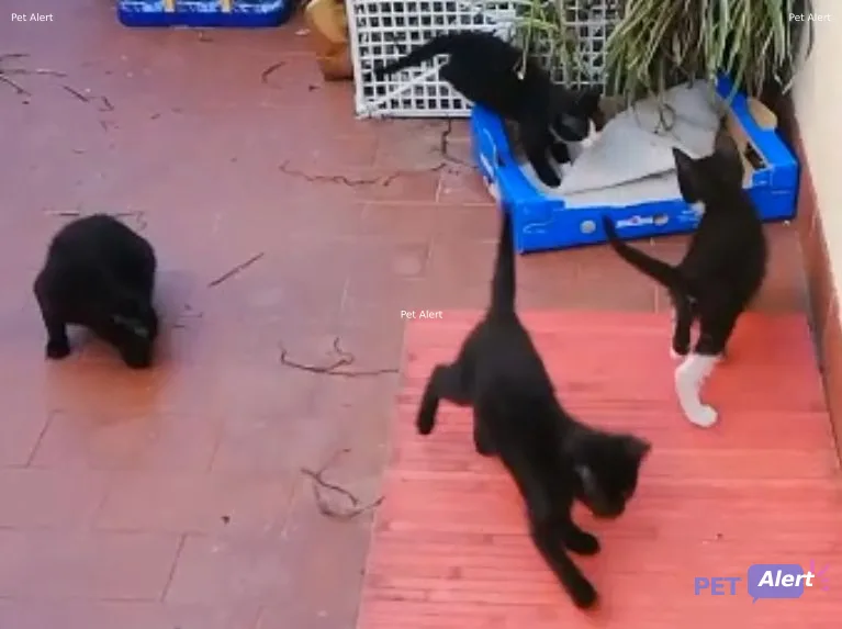 Avviso 4 cuccioli gattini