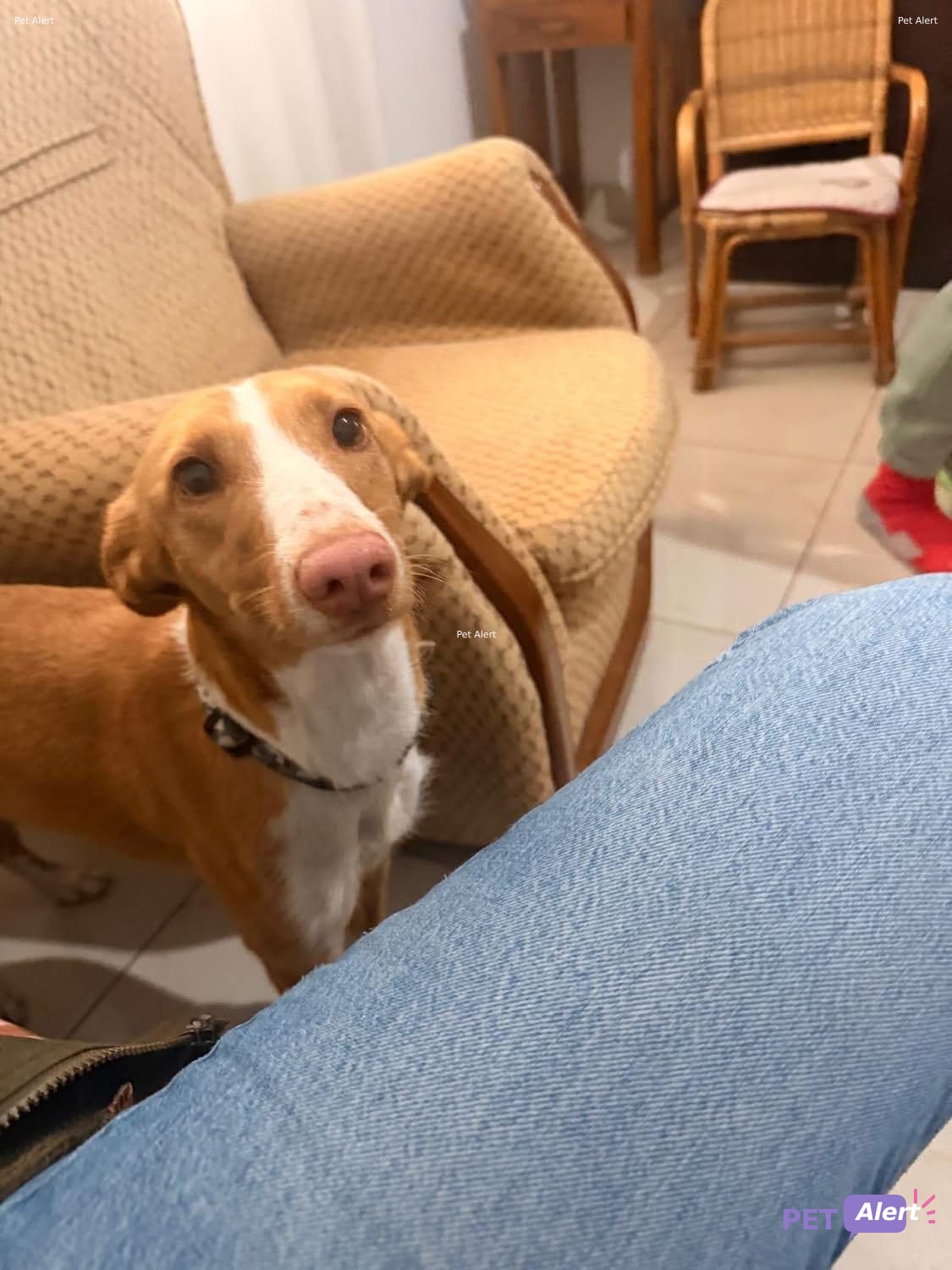 Foto de Animal encontrado