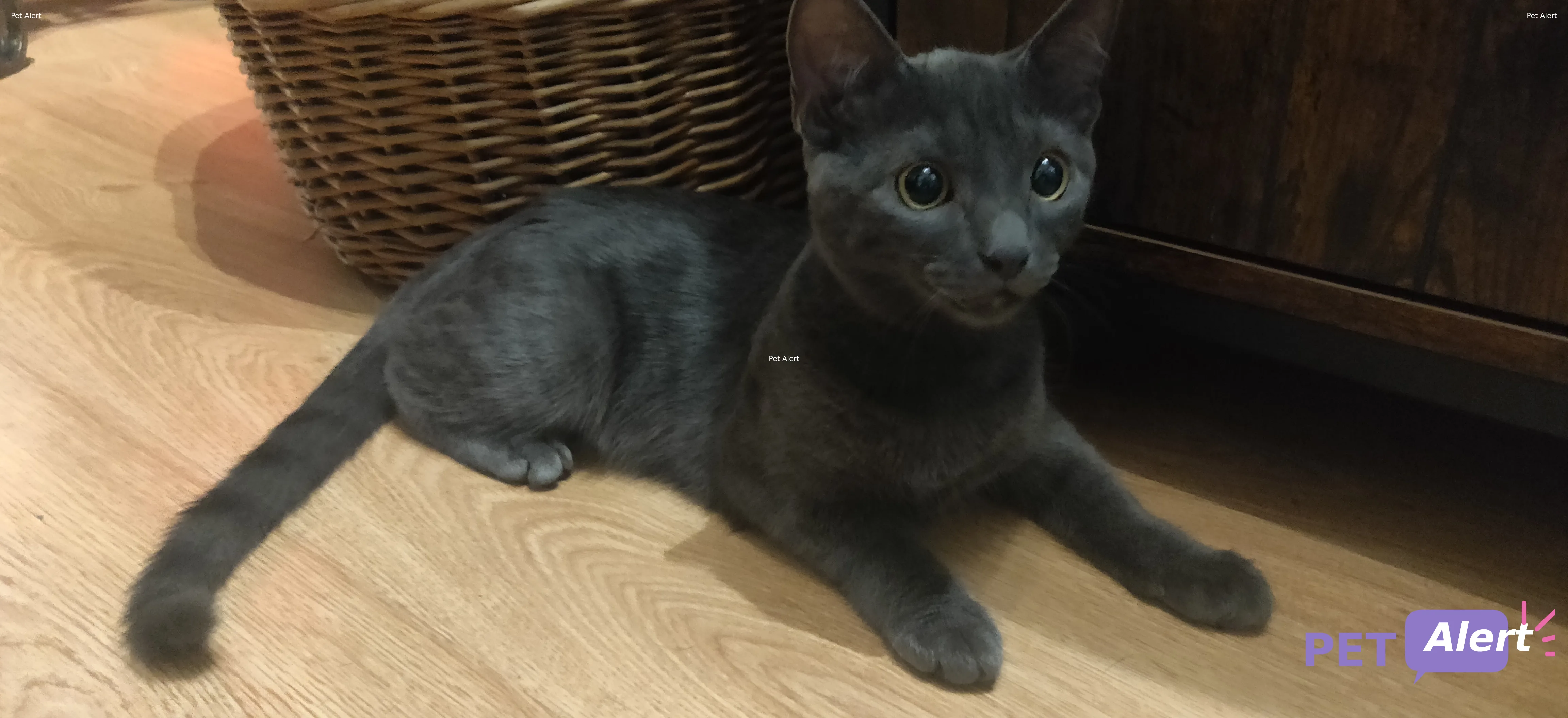 Alerte Pet Alert