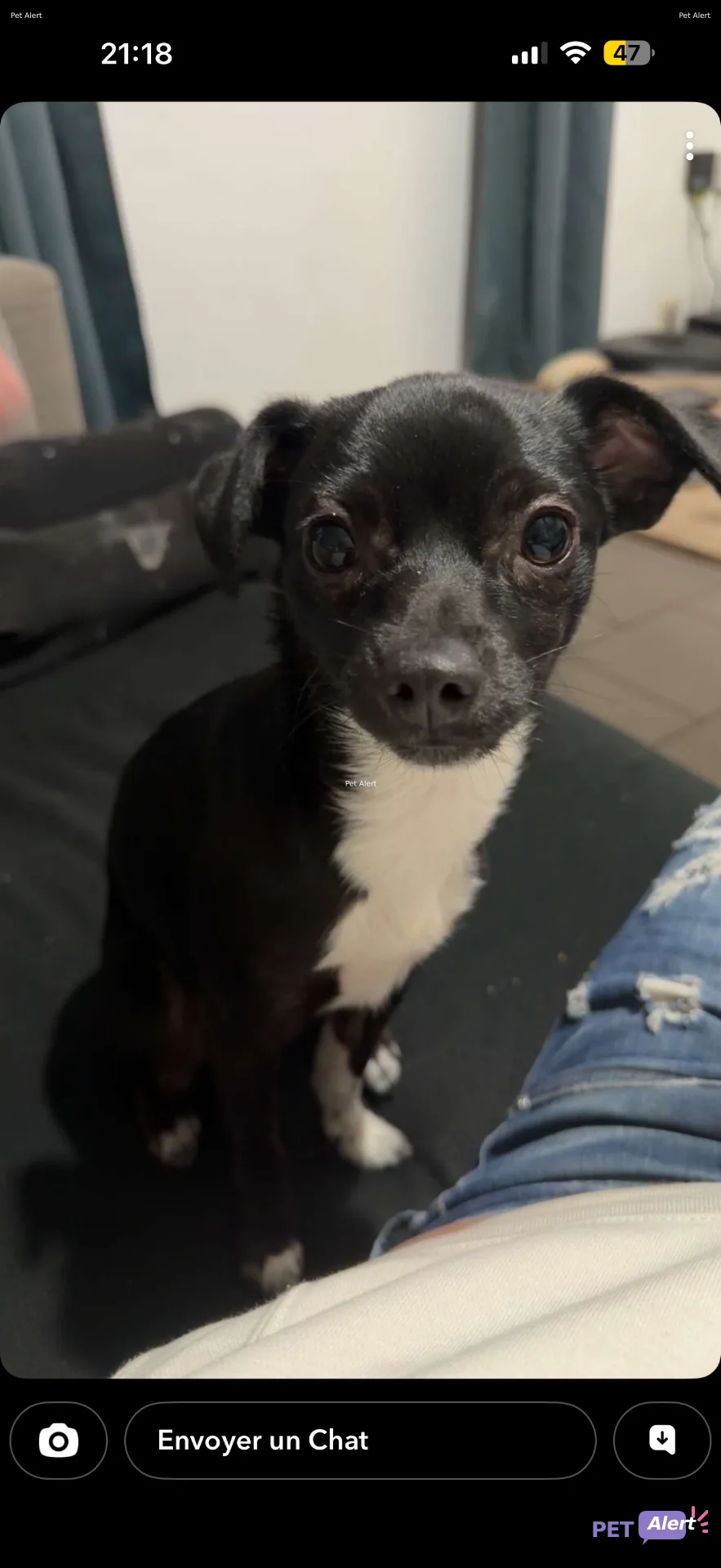 Alerte Pet Alert