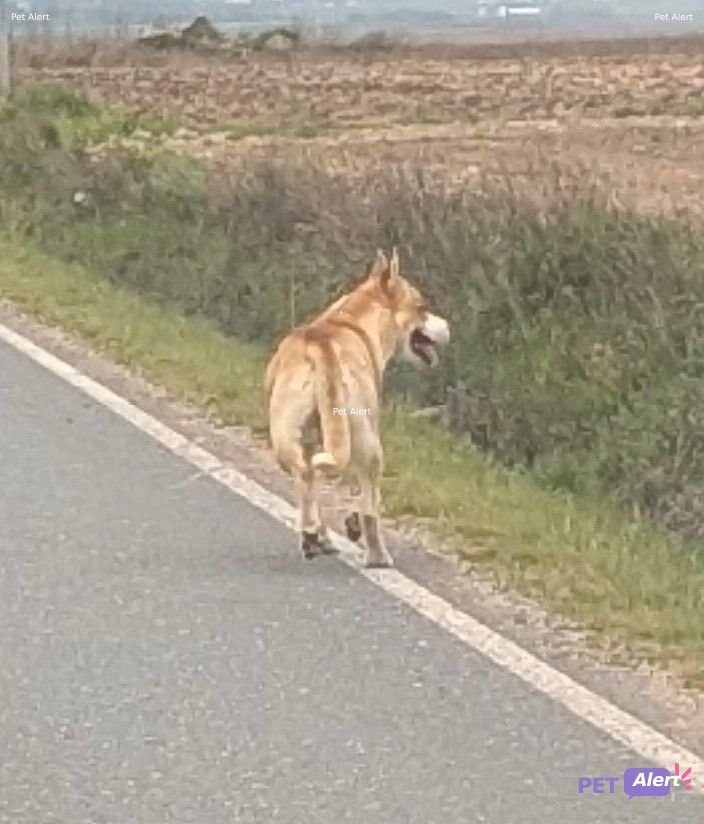 Foto de Animal visto