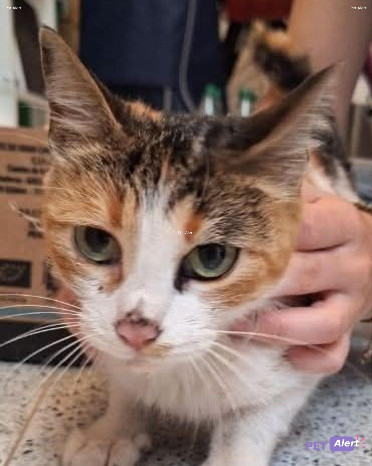 Foto de Animal encontrado