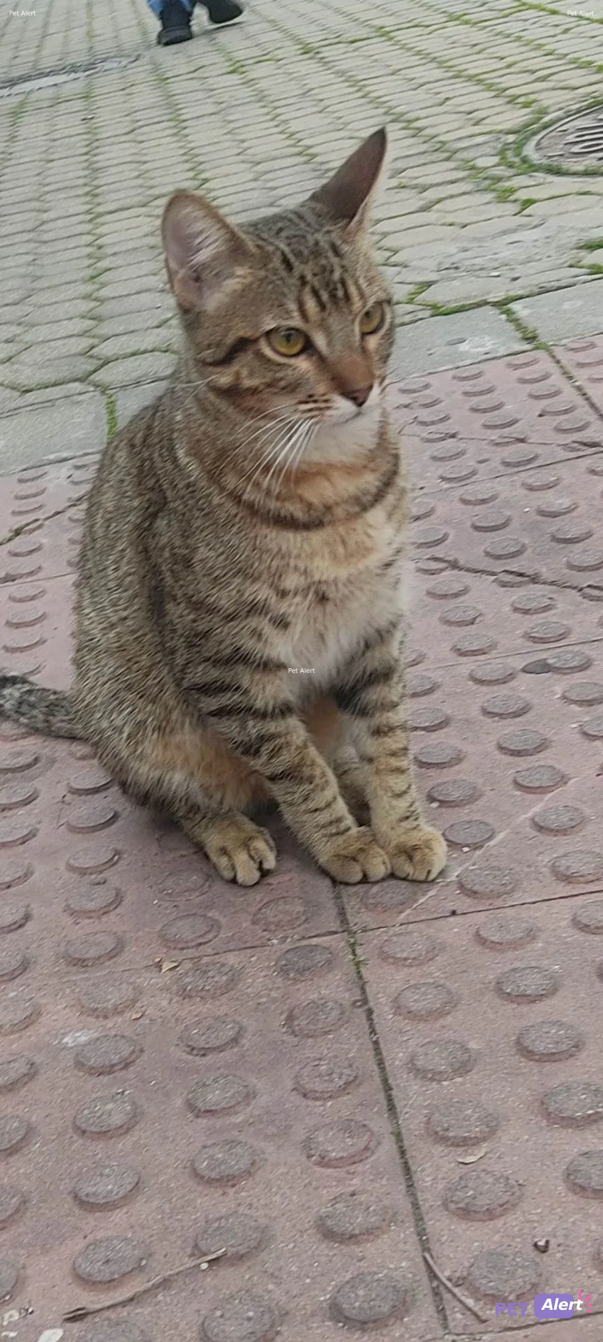 Alerta Gato