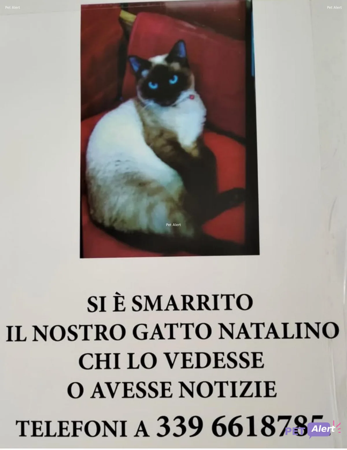 NATALINO