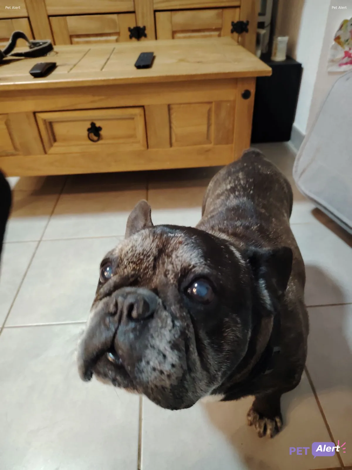 Bouledogue français