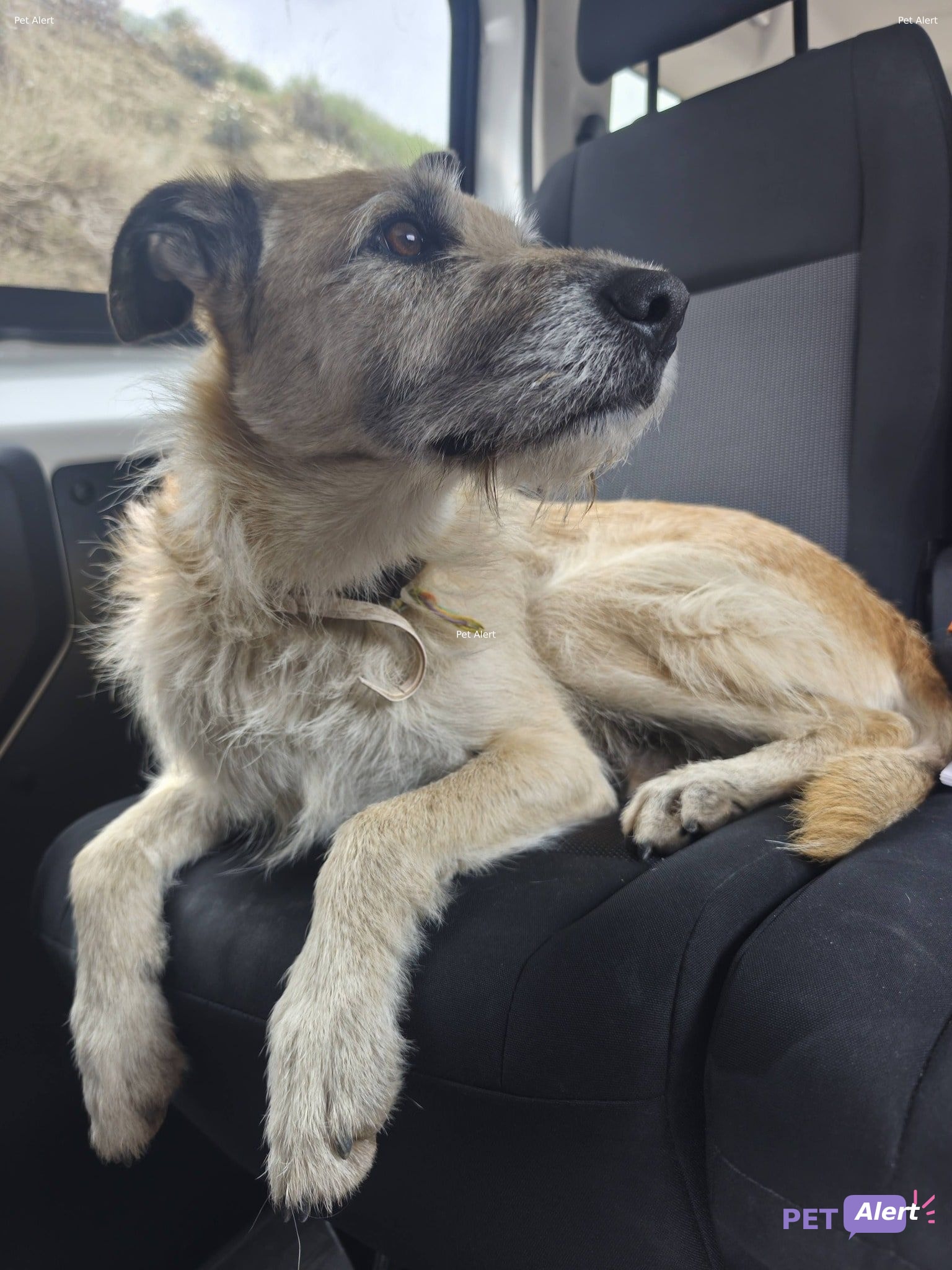 Foto de Animal encontrado