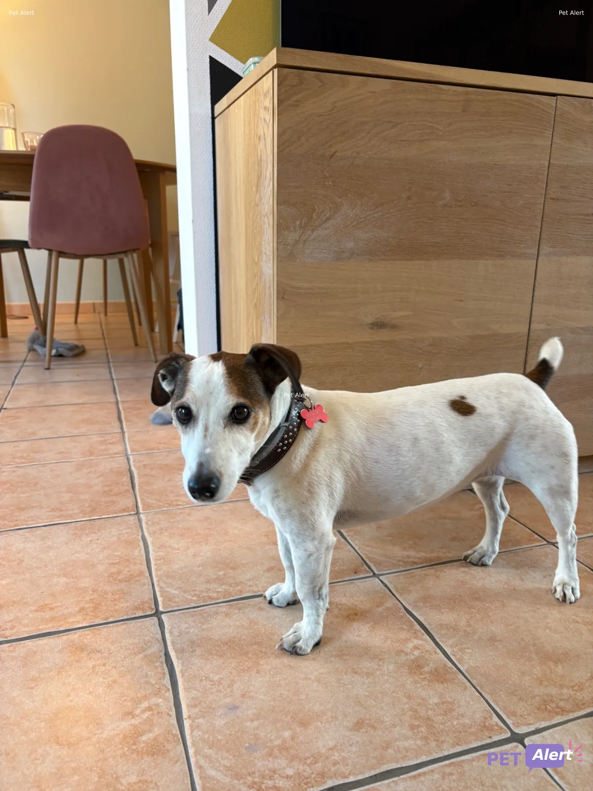 Alerte Pet Alert