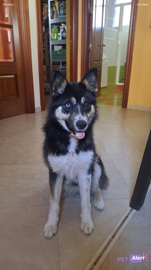 Foto de Animal encontrado