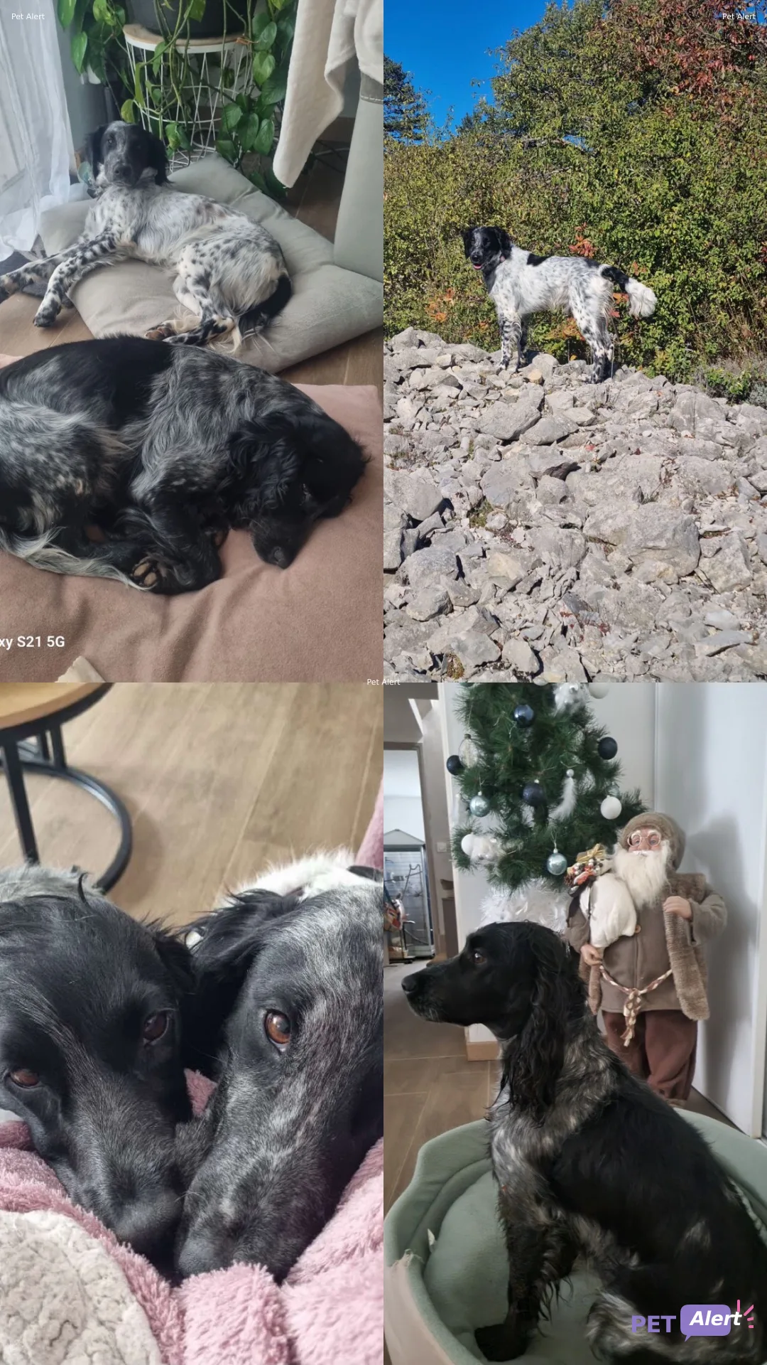 percedess et verseau