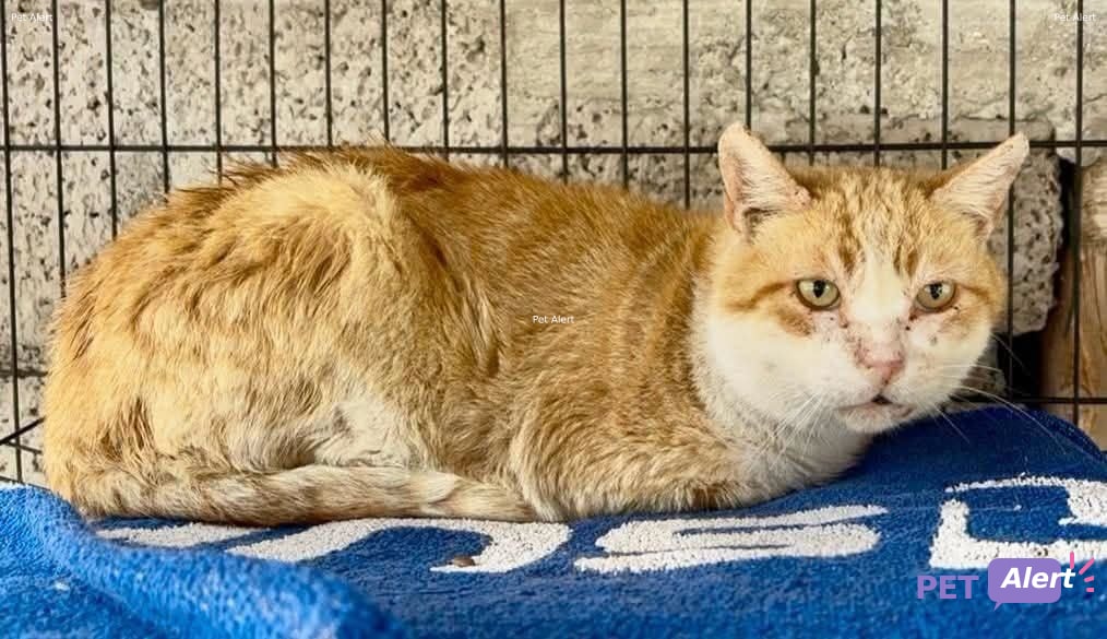 Foto de Animal encontrado