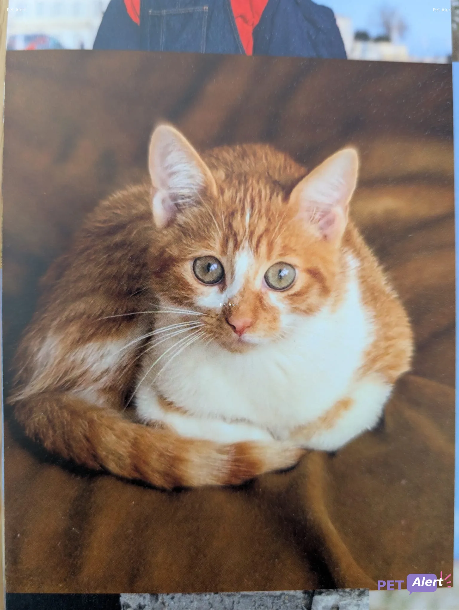 Alerte Lundi / Garou