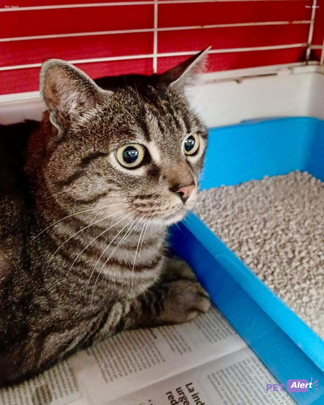 Foto de Animal encontrado