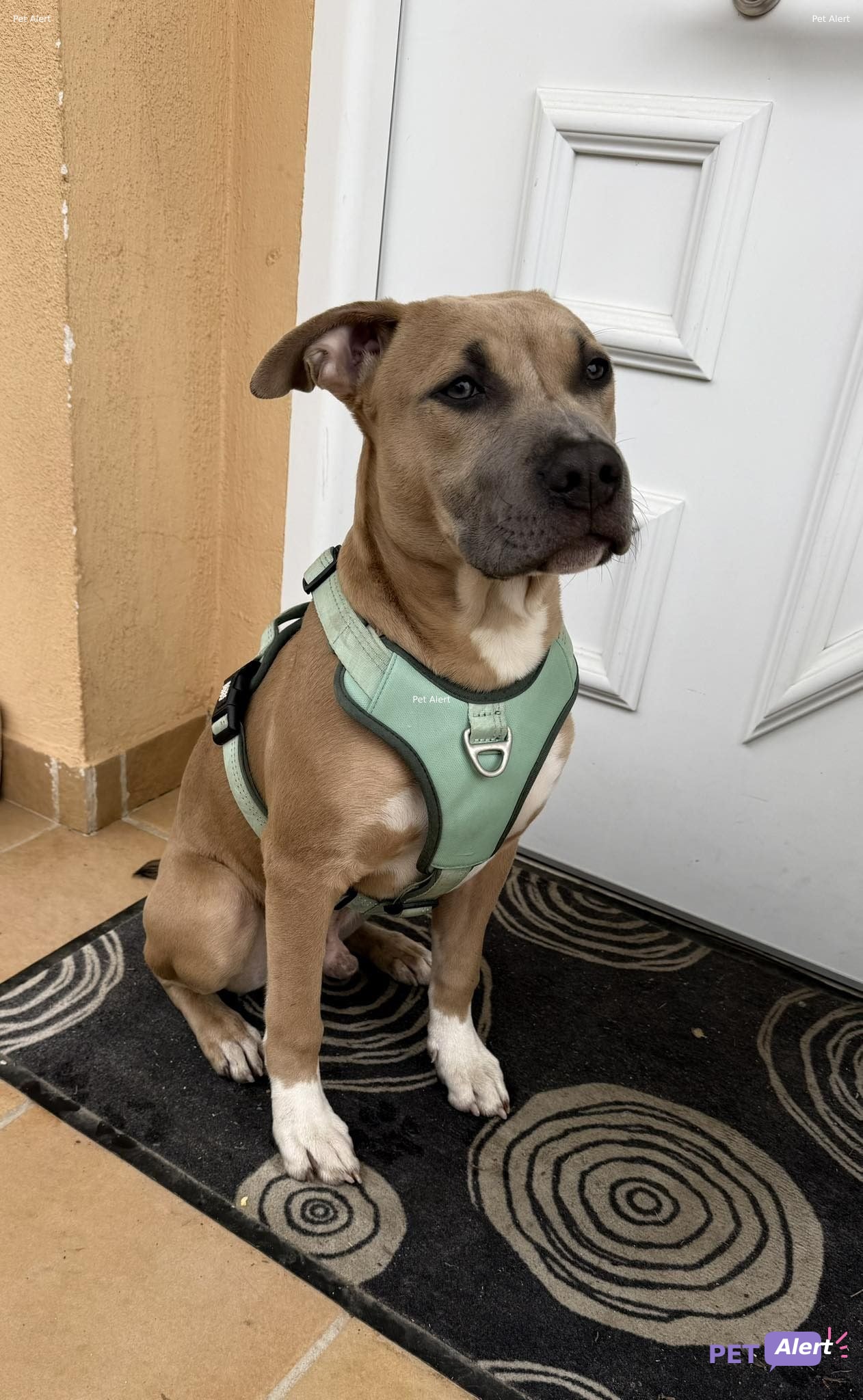 Foto de Animal encontrado