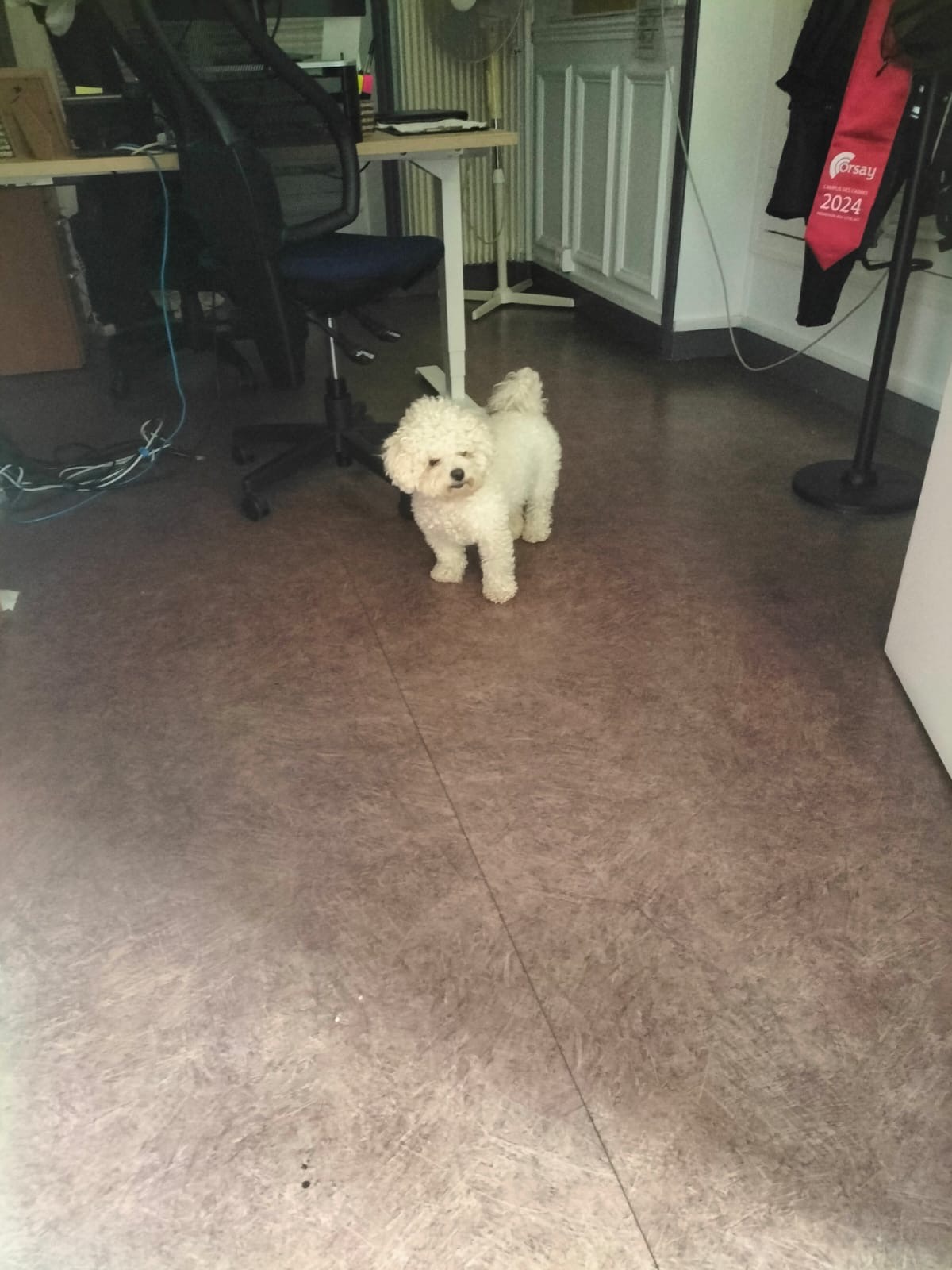 Photo de Animal trouvé