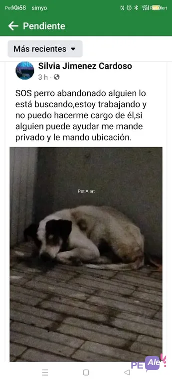 Alerta Pet Alert