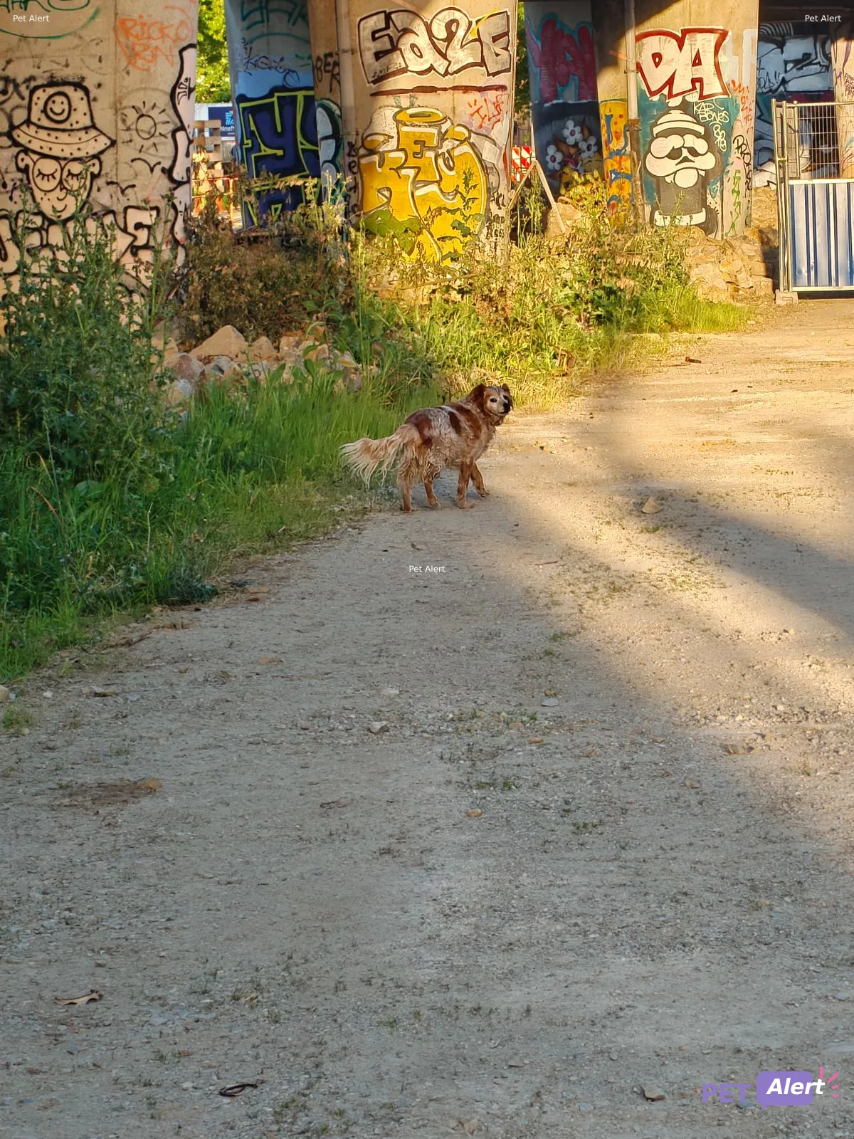Alerte Pet Alert