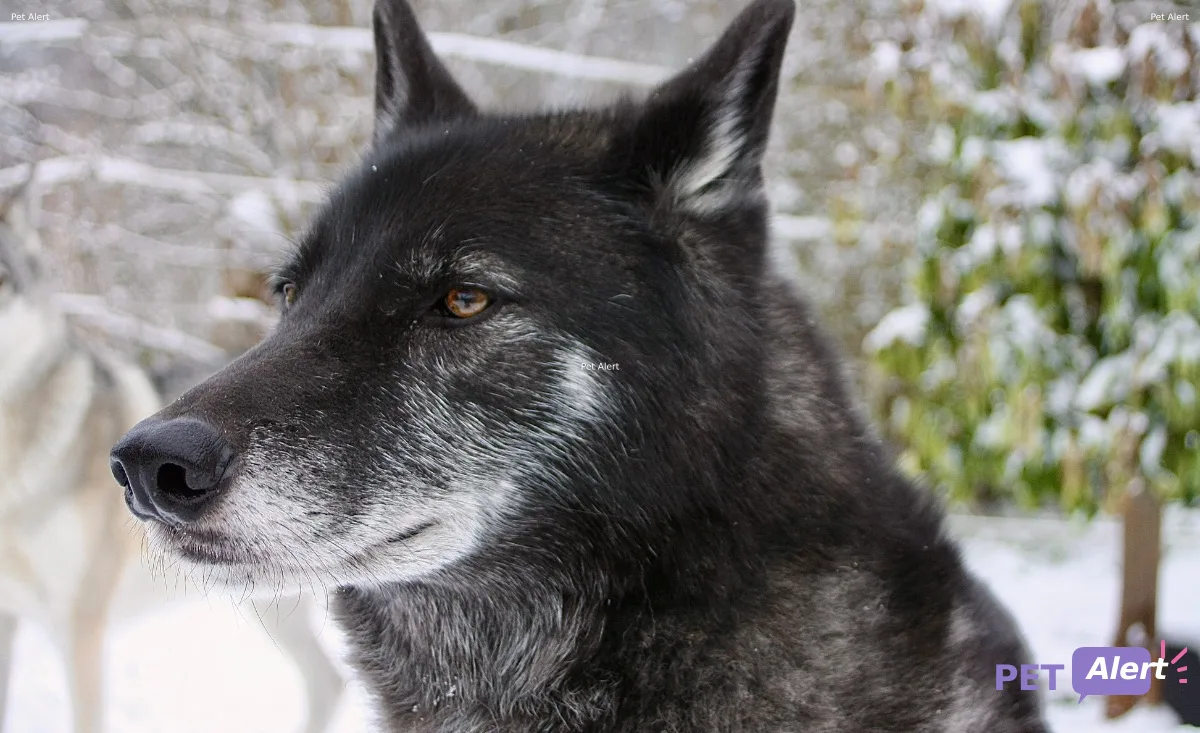 ORKAN, QUIDA ET TAURIEL