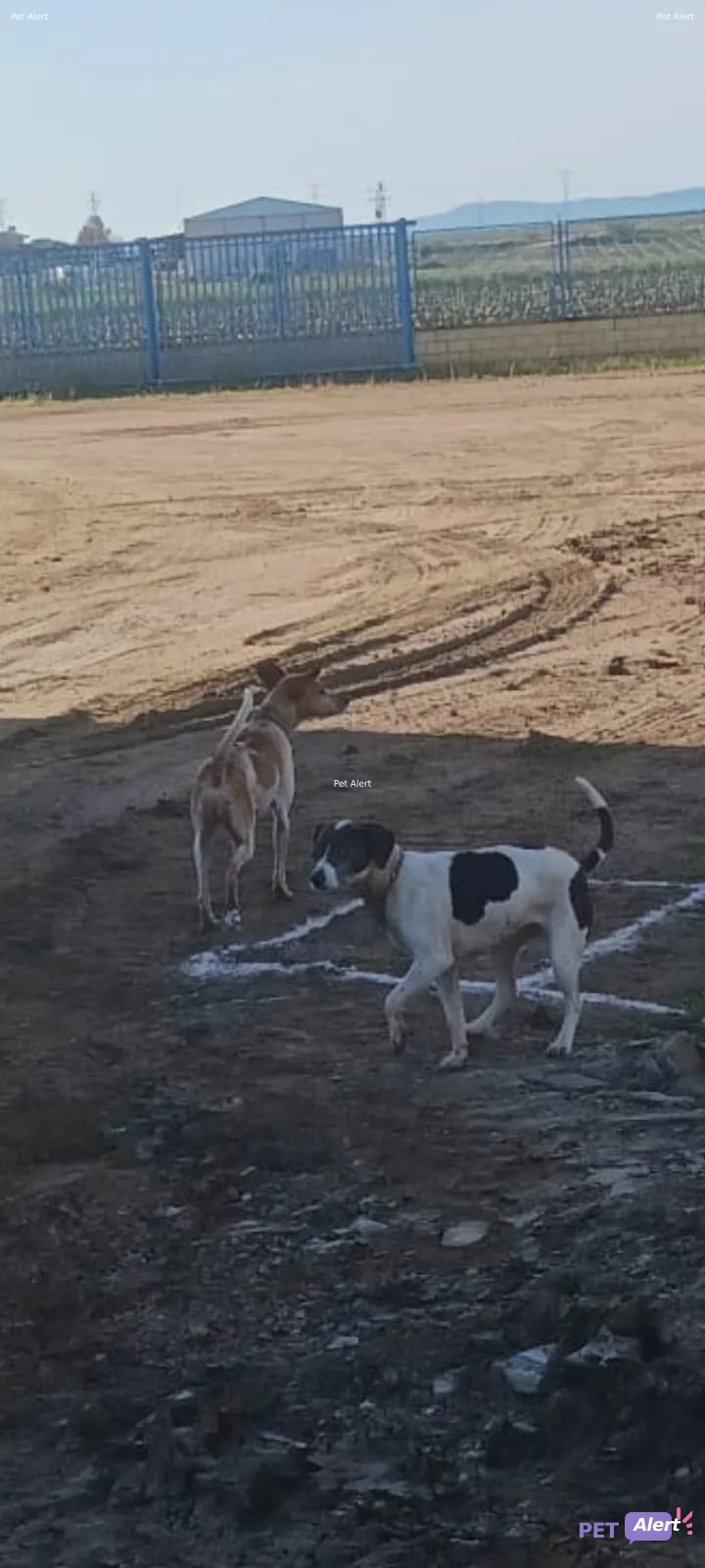 Alerta Lisa y Chiqui