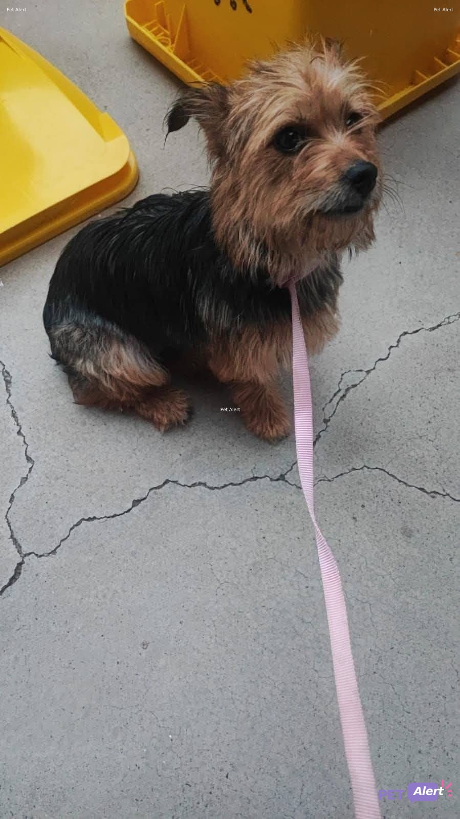 Foto de Animal encontrado