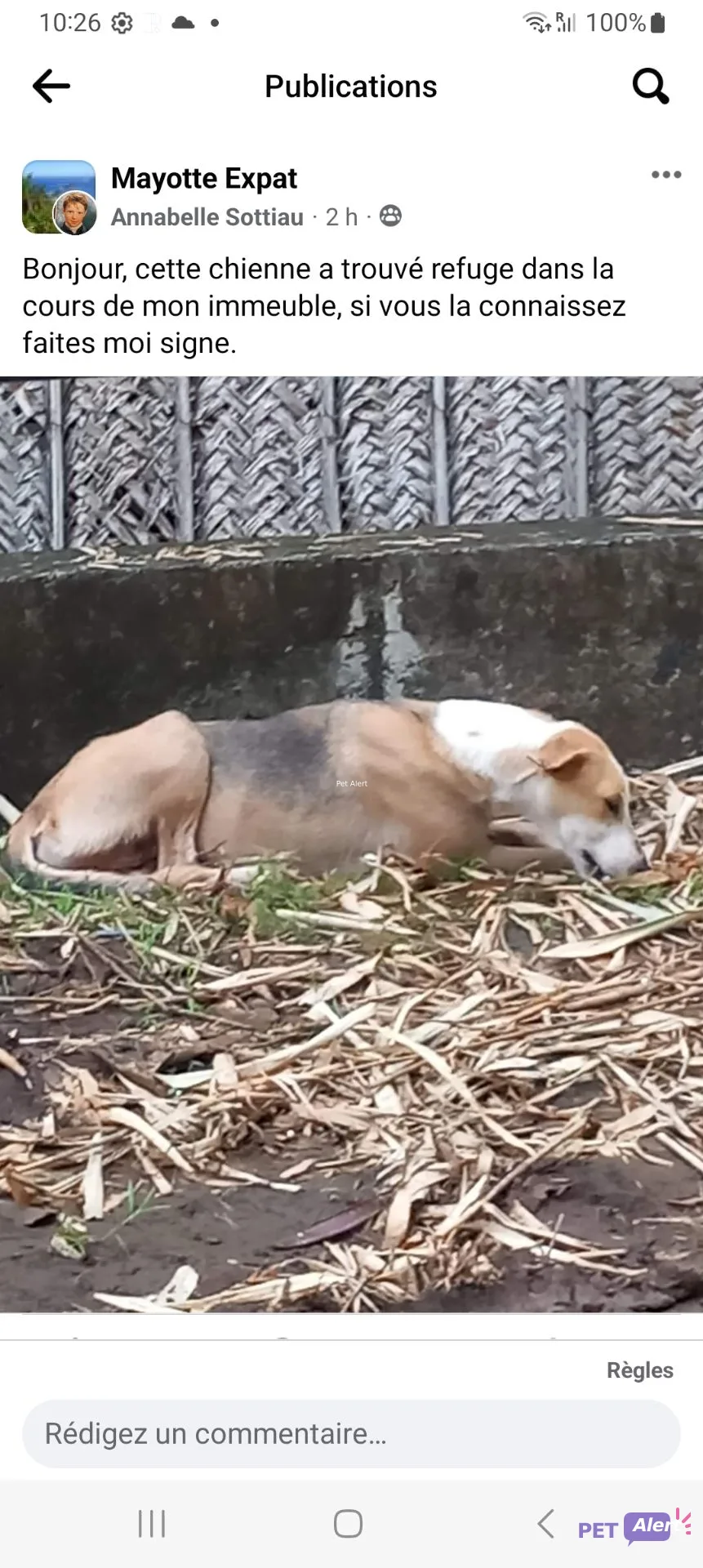 Alerte Pet Alert
