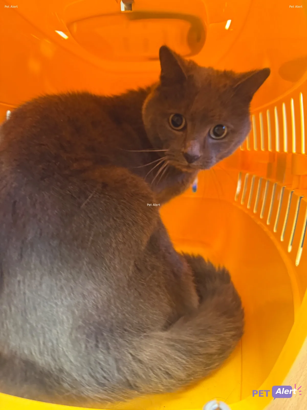 Alerte Pet Alert