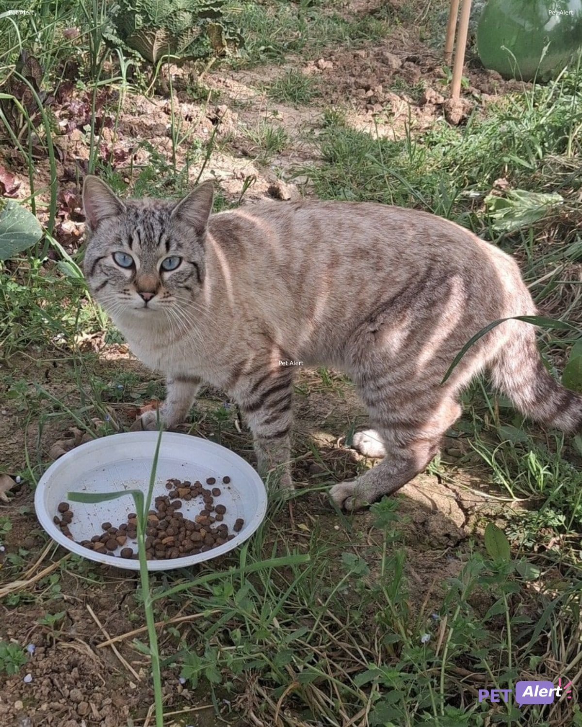 Foto di Animale avvistato