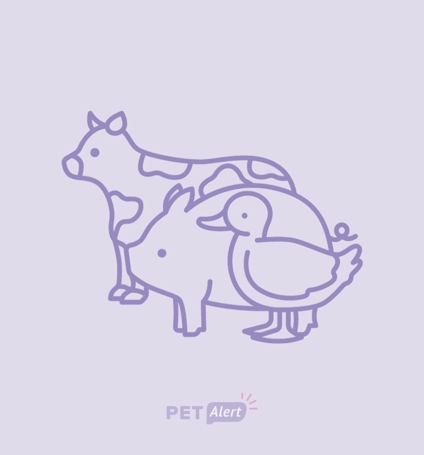 Photo de Animal décédé